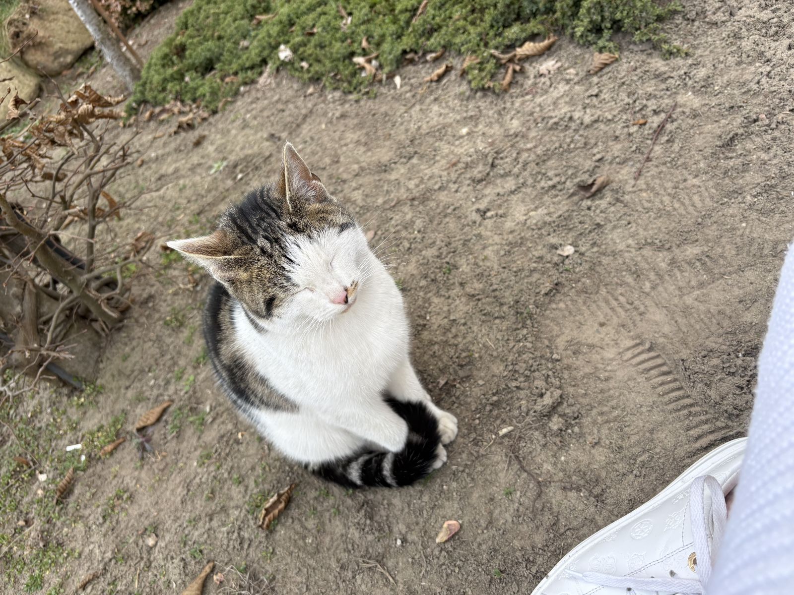 Poszukiwany właściciel kota