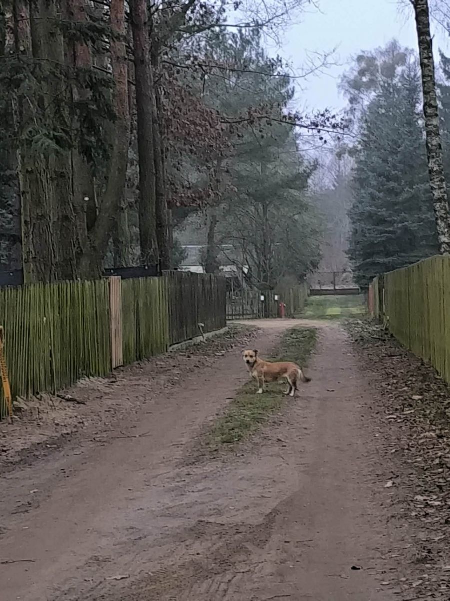 Szukamy właściciela lub domu stałego dla psa!!