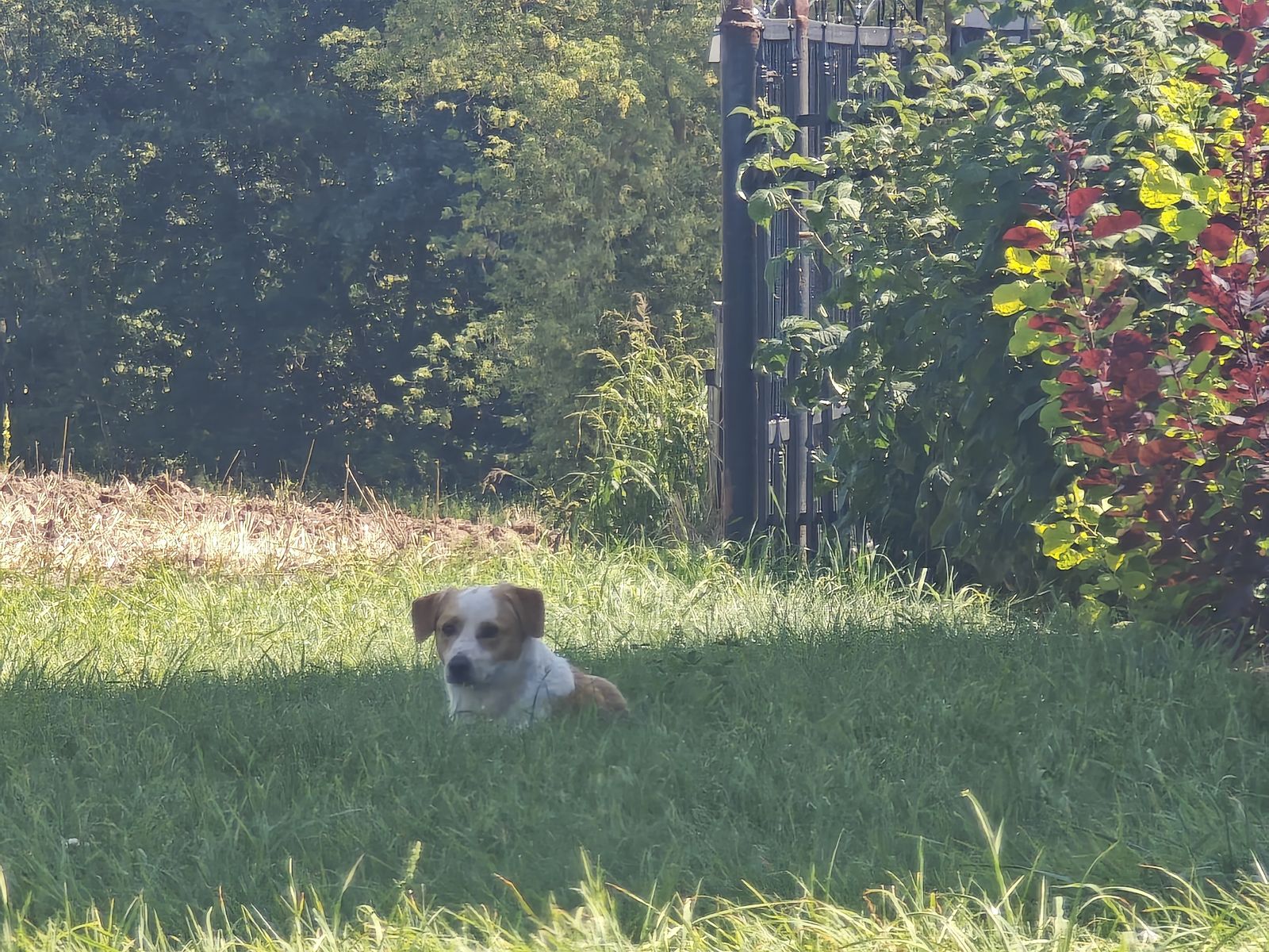 Szukamy właściciela lub domu stałego dla psa.