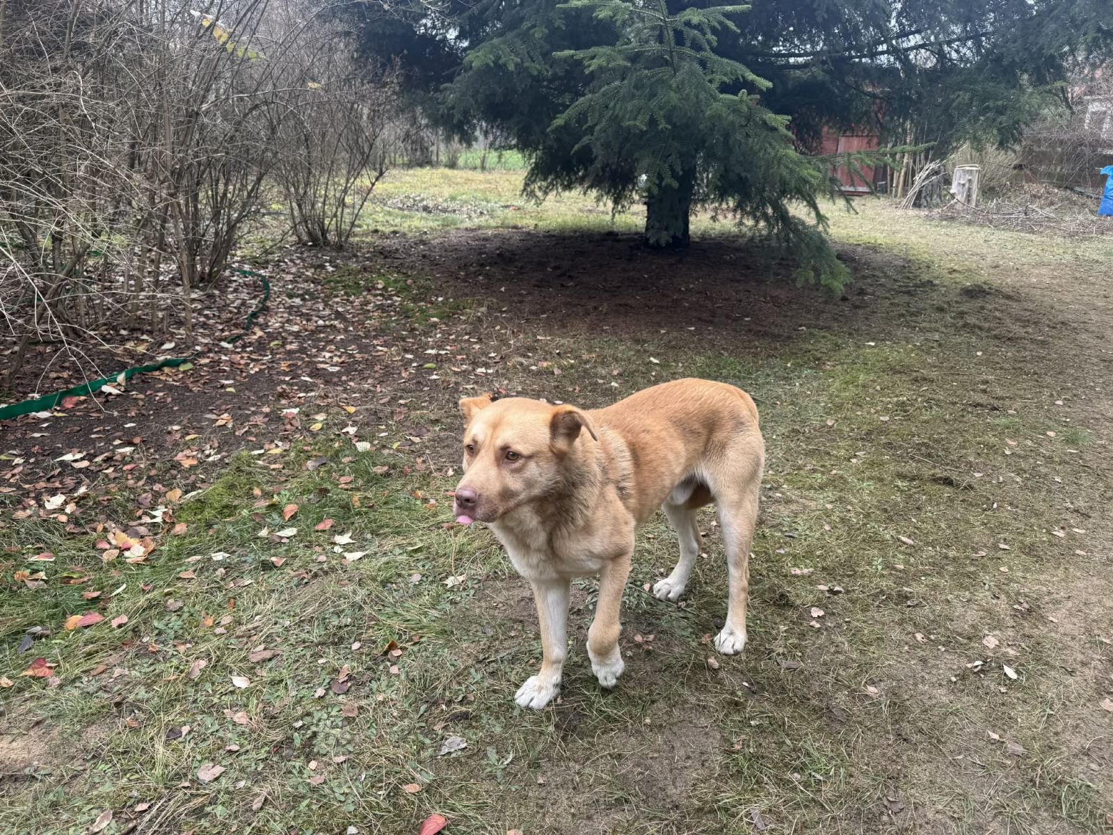 Szukamy właściciela lub domu stałego dla psa