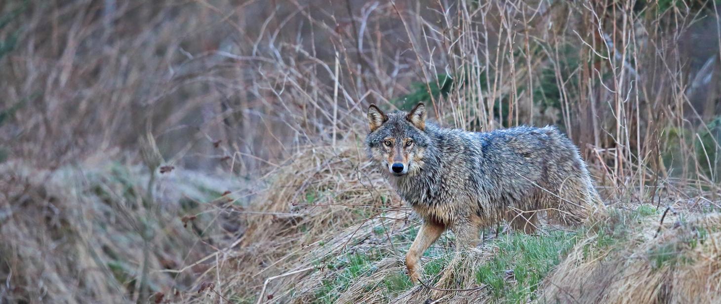 Informacja Regionalnej Dyrekcji Ochrony Środowiska odnośnie wilków